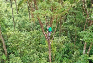 Técnica inédita do mundo para reflorestamento de áreas degradadas apresenta resultados animadores