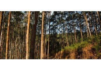 Suzano é reconhecida no prêmio ESG Model Enterprise