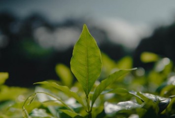 Petrobras abre inscrições para maior seleção pública de projetos socioambientais da sua história