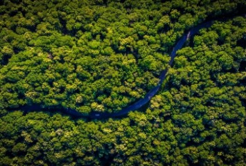 Fundo Vale e Quintessa vão acelerar cinco iniciativas para fortalecer o mercado de carbono florestal no Brasil