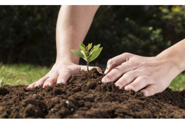 Bandes participa do VII Congresso Brasileiro de Reflorestamento Ambiental