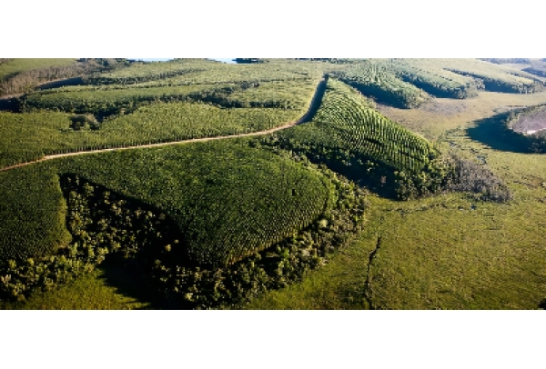 Suzano Ventures e Emerge iniciam Programa de Aceleração de Startups no Brasil