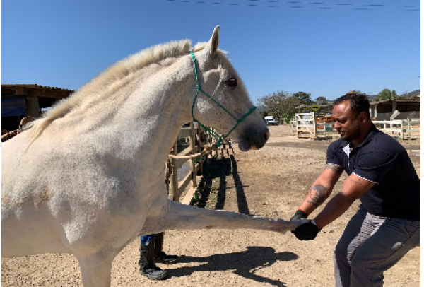 Uma ligação que resiste ao tempo. Em Minas Gerais, doma racional e o uso de técnicas milenares estão auxiliando na interação entre homens e cavalos