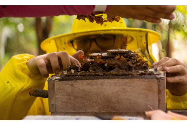 Projeto apoiado pela Hydro incentiva a criação de colmeias e mudas no Pará