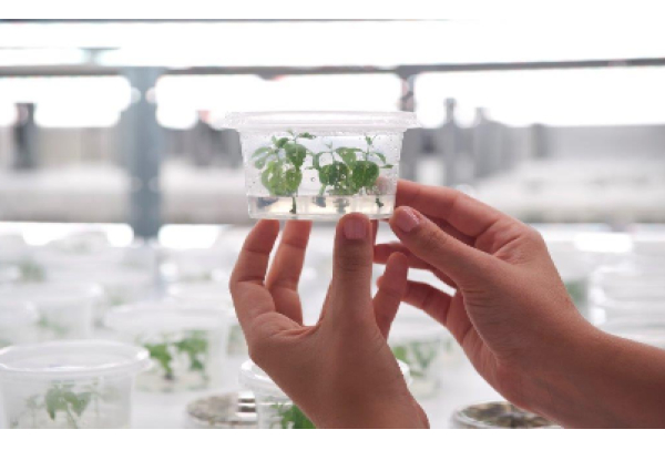 FuturaGene recebe aprovação da CTNBio