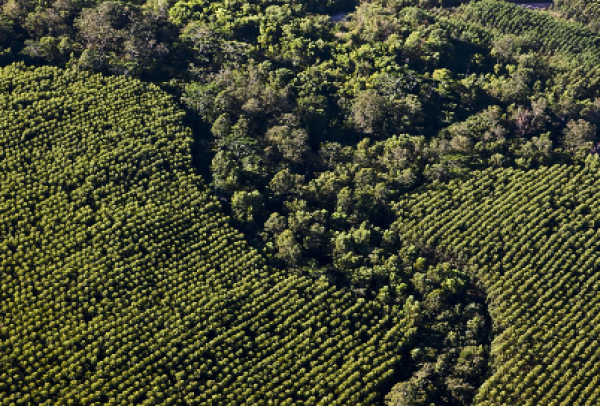 Projeto Extrativismo Sustentável realiza exposição de produtos e desfile de biojoias produzidas por comunidades extrativistas no Maranhão