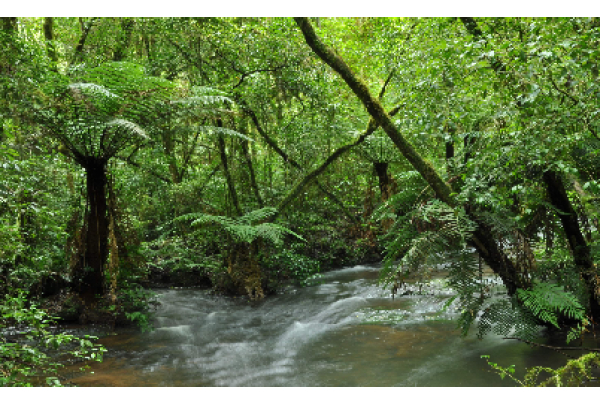 Parceria entre Bandes e ECO55 impulsionará agenda climática no Estado