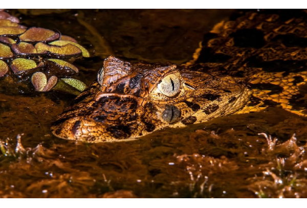 Com apoio da ArcelorMittal, projeto inédito vai repovoar o Jacaré-de-Papo-Amarelo no Espírito Santo
