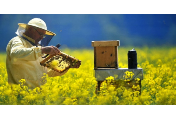 Com apoio da Suzano, apicultores(as) capixabas geram renda e fortalecem produção sustentável de mel