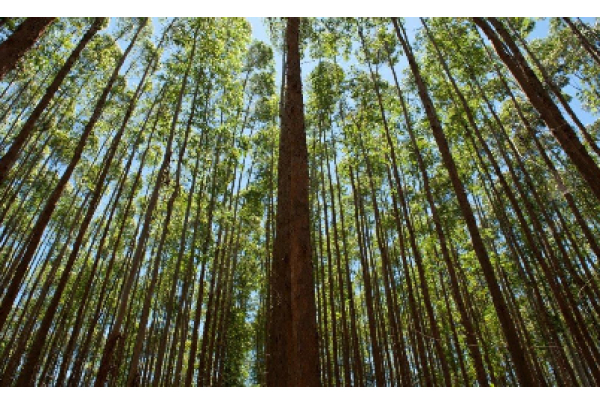Suzano e a responsabilidade socioambiental: um compromisso com o futuro