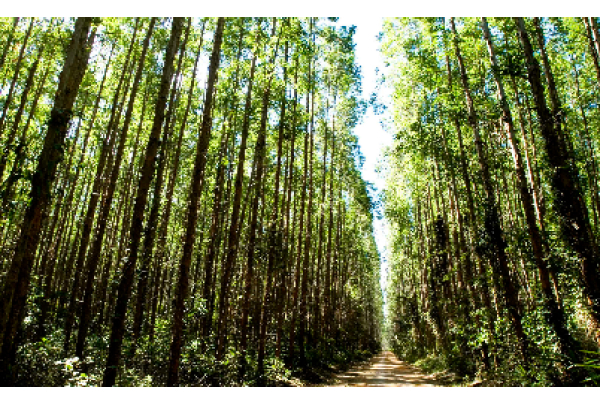 Suzano passa a integrar campanha internacional de natureza