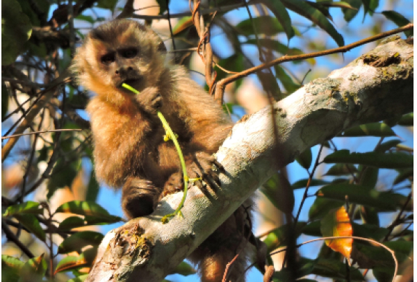 Suzano conecta área equivalente a mais de 200 mil campos de futebol por meio de corredores ecológicos em quatro anos