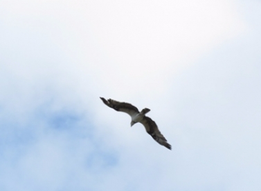 Registro raro: águia-pescadora corta o céu nas proximidades da Fibria, em Aracruz (ES)