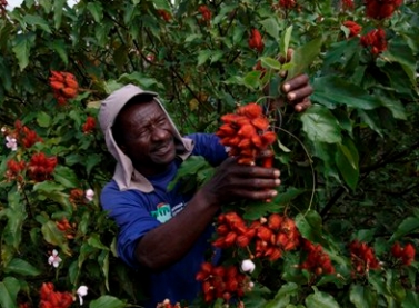 Últimos dias para visitar exposição “A Floresta sob um novo prisma”