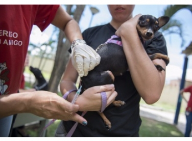 Morcego: agentes de endemias farão bloqueio contra raiva em três bairros