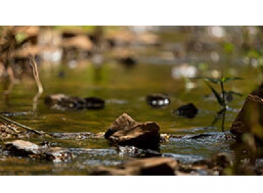 Nova fase das ações de recuperação de Nascentes e APPS começa com o apoio dos proprietários rurais