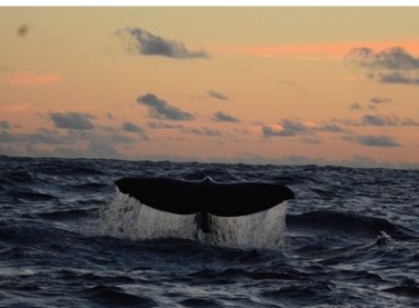 Projeto de Monitoramento Ambiental executado pela Petrobras registra 27 espécies de baleias e golfinhos na Bacia de Santos ao longo de 5 anos