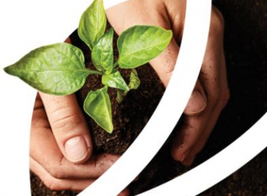 Suzano integra projeto que promete conservar, restaurar e cultivar 2,5 bilhões de árvores no mundo