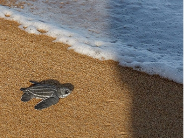 Tartarugas do Espírito Santo serão monitoradas pela Fundação Renova e pelo Projeto Tamar