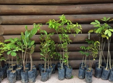 Troque alimentos por mudas de Mata Atlântica no Parque Botânico Vale