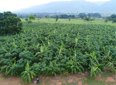 Vale vai proteger e recuperar mais 500 mil hectares de florestas até 2030