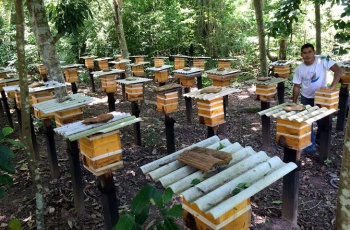 Aldeias indígenas de Aracruz produzem mel de abelhas nativas