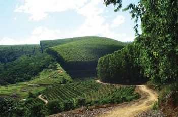 Fibria divulga Resumo Público do Plano de Manejo Florestal