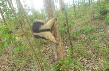 Fibria recebe diferentes visitantes do reino animal