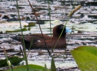 Nova espécie de ave é registrada na Reserva Natural Vale