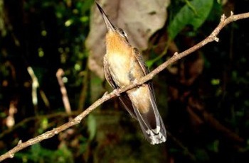 Monitoramento da Fibria no Espírito Santo registra espécies de aves raras