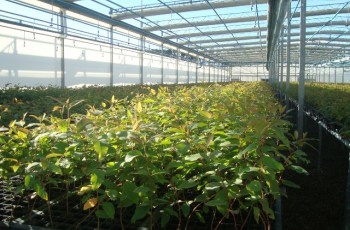 Viveiro da Fibria na Bahia expede primeiras mudas de eucalipto