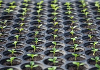Samarco irá produzir mais de 60 mil mudas em viveiro