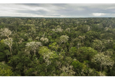 Vale integra iniciativa para conservar, restaurar e cultivar um trilhão de árvores em todo o mundo até 2030