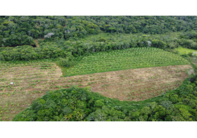 Cacau em sistemas sustentáveis faz parte de modelo de recuperação de florestas e impulsiona o setor no Brasil