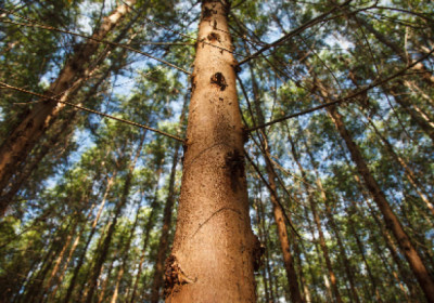 Oxitec e Suzano celebram parceria para controlar uma das principais pragas do eucalipto