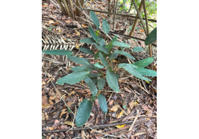 Três novas espécies de plantas da Mata Atlântica foram descobertas a partir de material do herbário da Reserva Natural Vale em Linhares (ES)