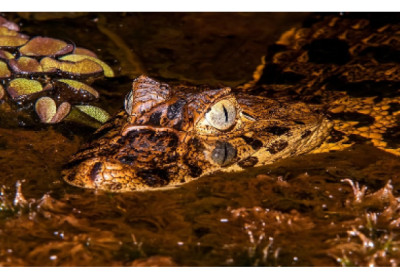 Com apoio da ArcelorMittal, projeto inédito vai repovoar o Jacaré-de-Papo-Amarelo no Espírito Santo
