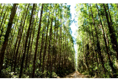 Suzano passa a integrar campanha internacional de natureza