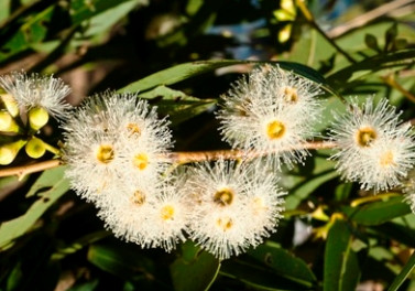 Suzano vence duas categorias do Prêmio Destaques do Setor 2020 da ABTCP