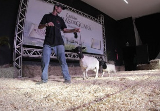 Leilão de Ovinos e Feirão de Gado Leiteiro integram a agenda da ExpoRural-ES