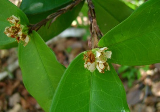 Novas espécies botânicas de Mata Atlântica são oficialmente descritas para a Ciência